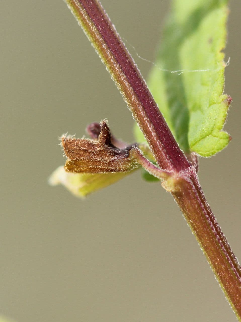 Scutellaria comune 24