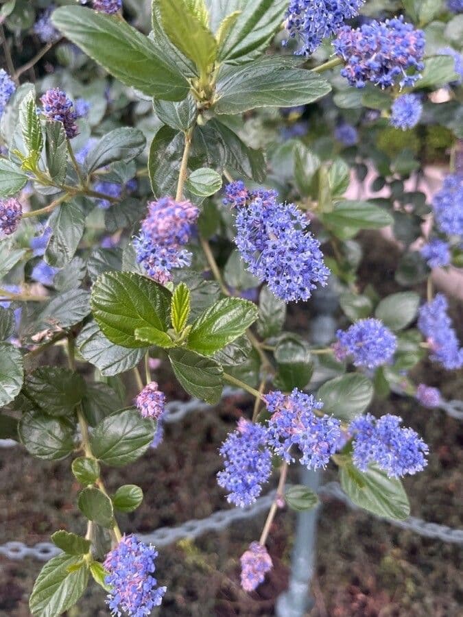 Ceanothus thyrsiflorus 8