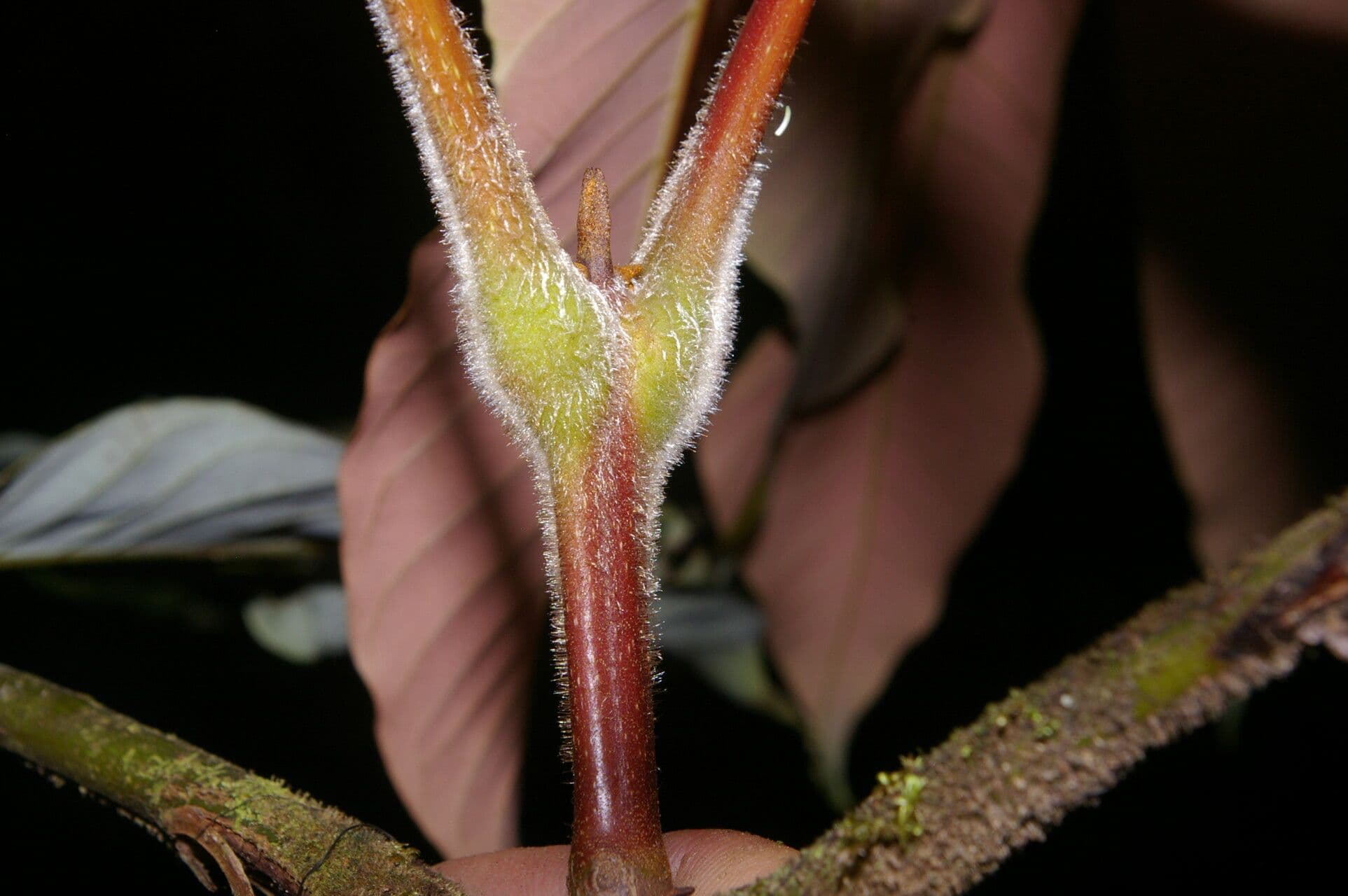 Oreomunnea 11