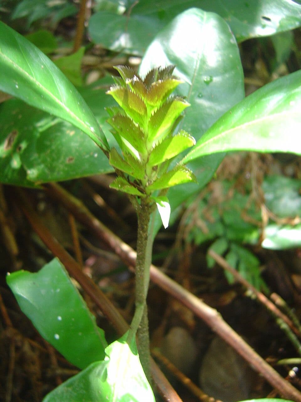 Aphelandra 2