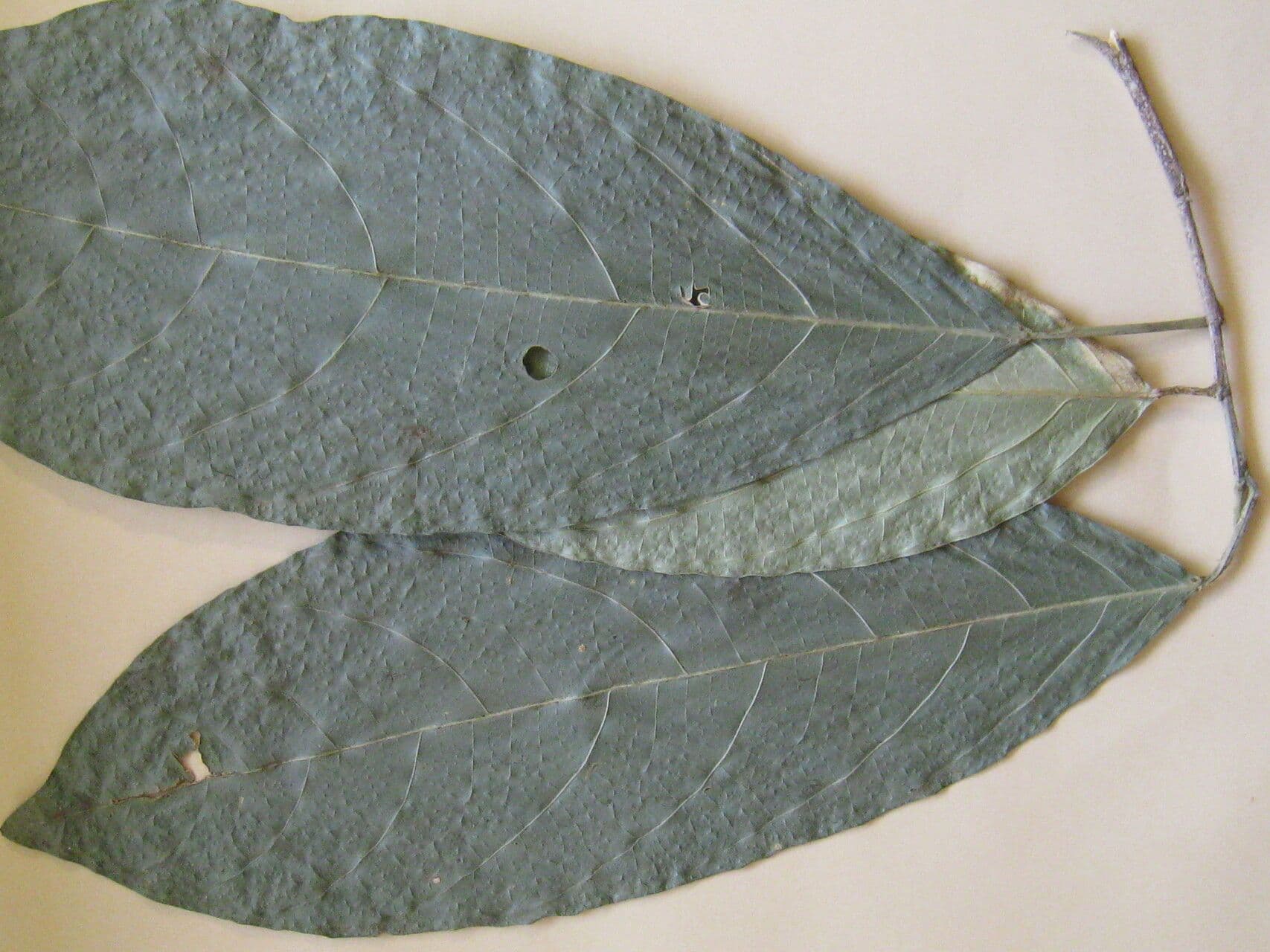 Caryodendron 2