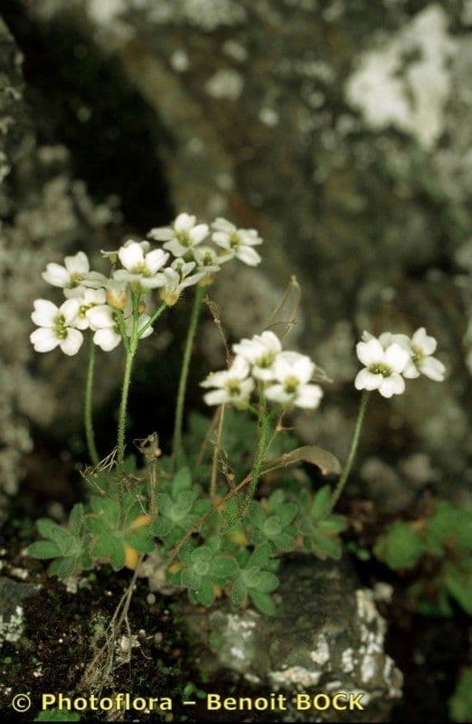 Draba tomentosa 10