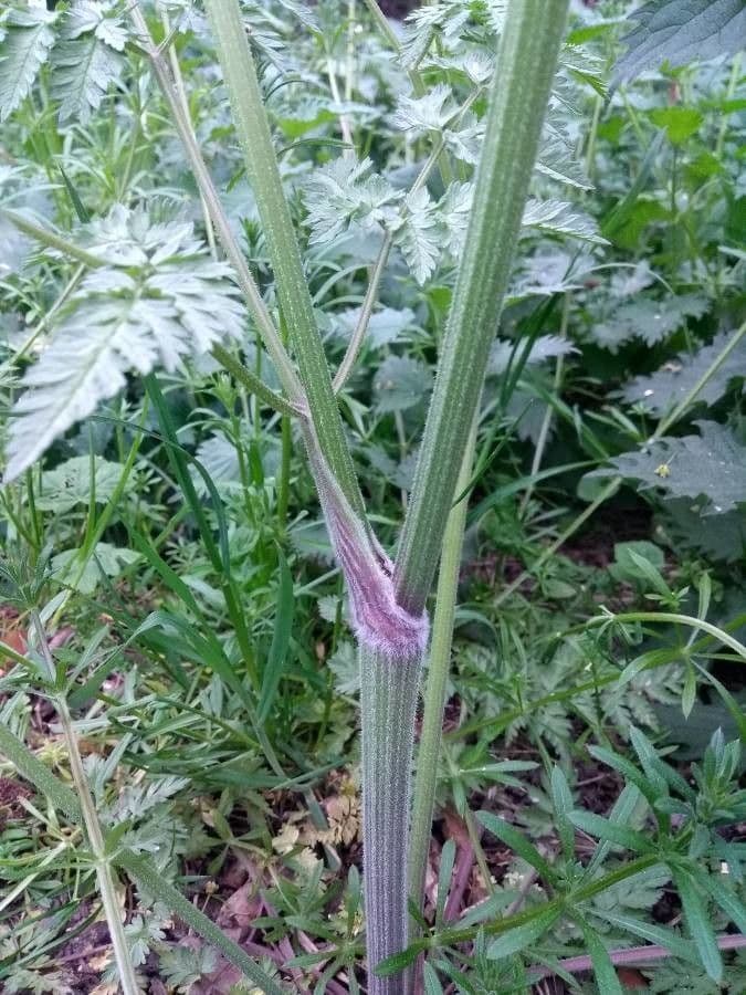 Cerfoglio selvatico 28