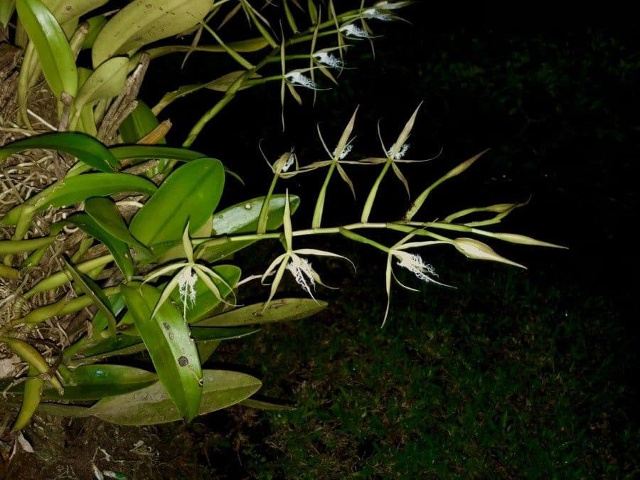 Epidendrum ciliato 6