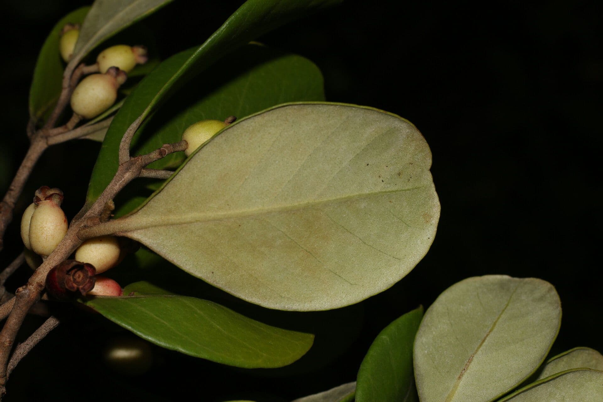 Eugenia 16
