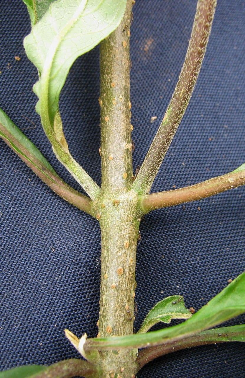 Aphelandra scabra 22