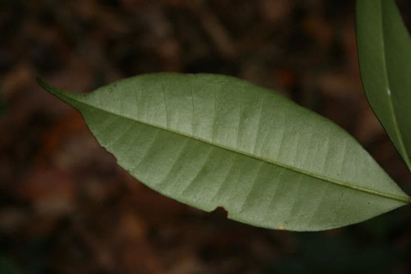 Myrcia 5
