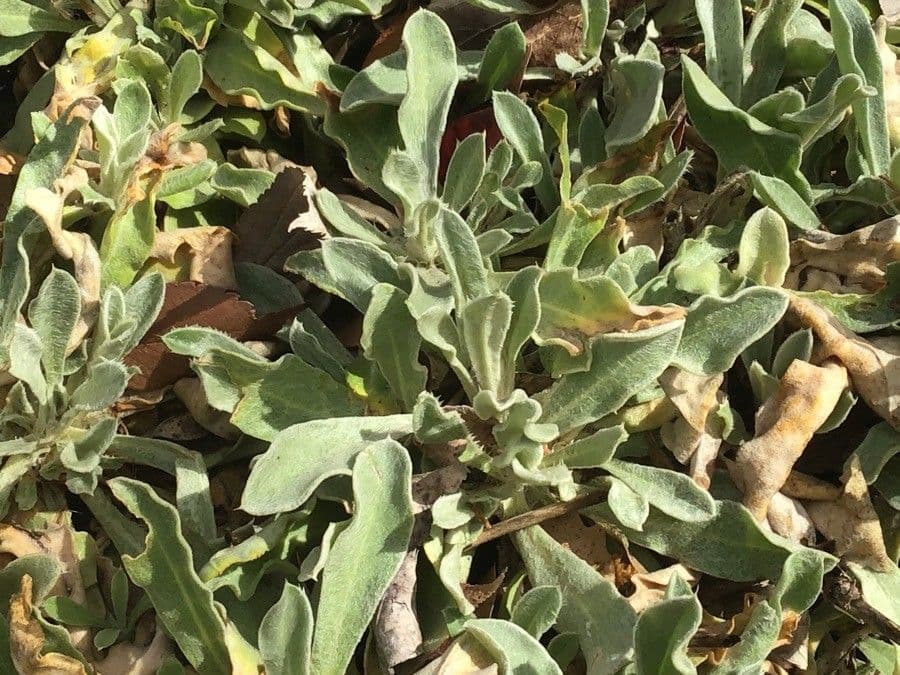 Silene 6