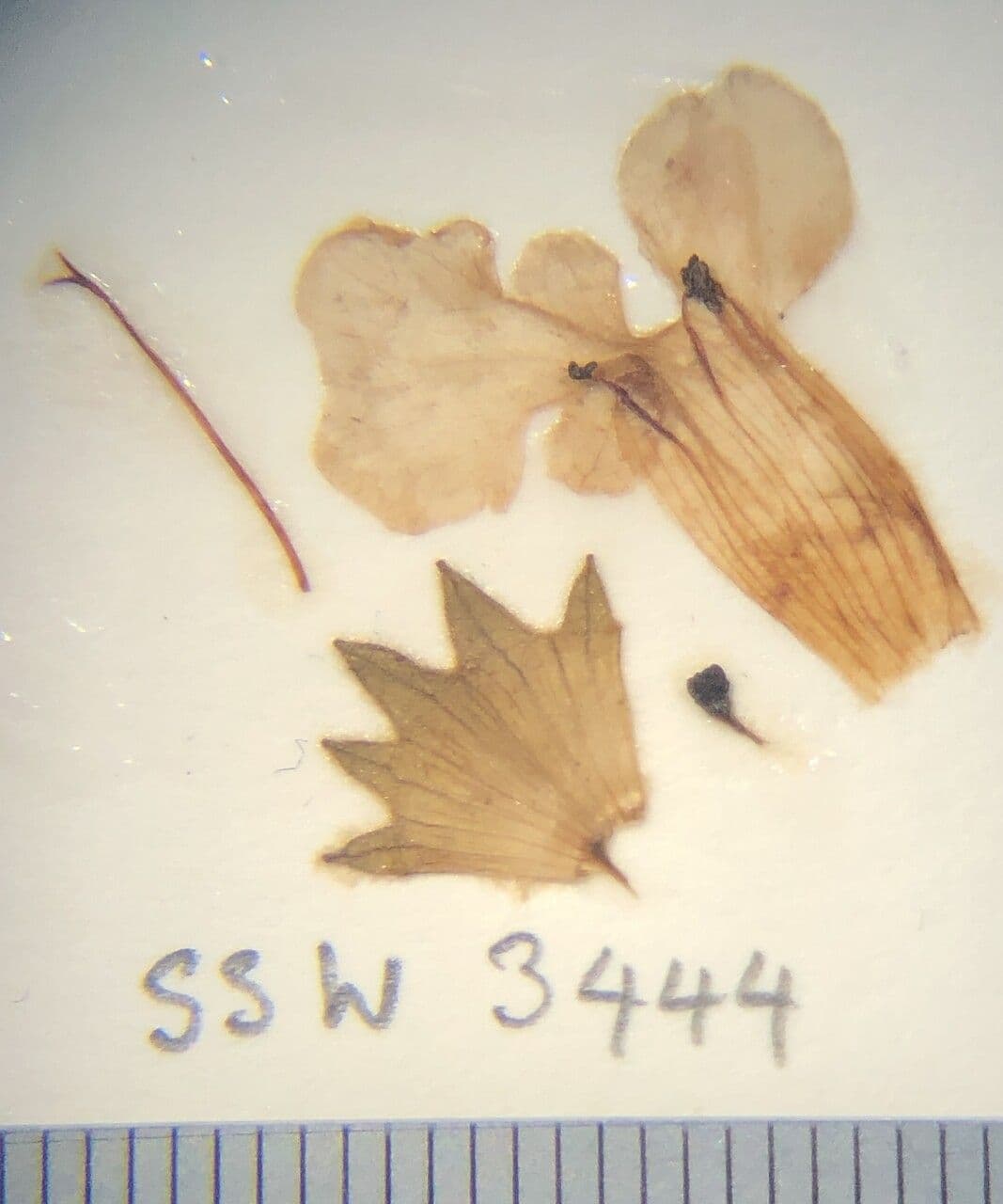 Stachys 8