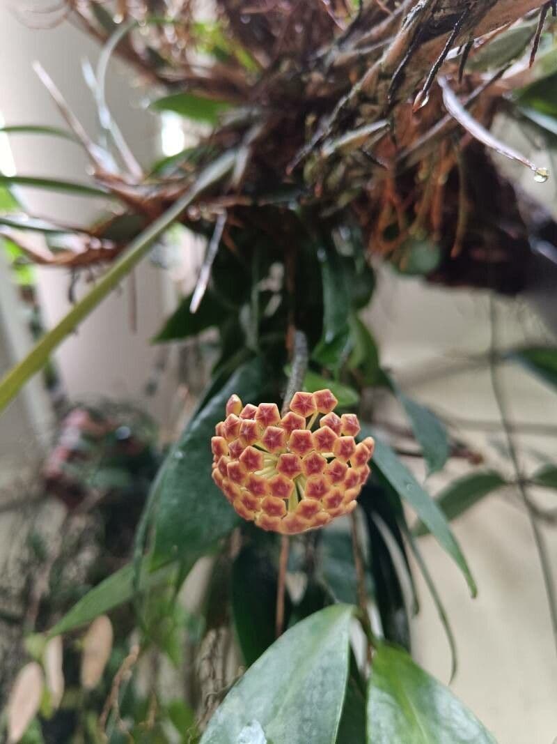 Hoya 4