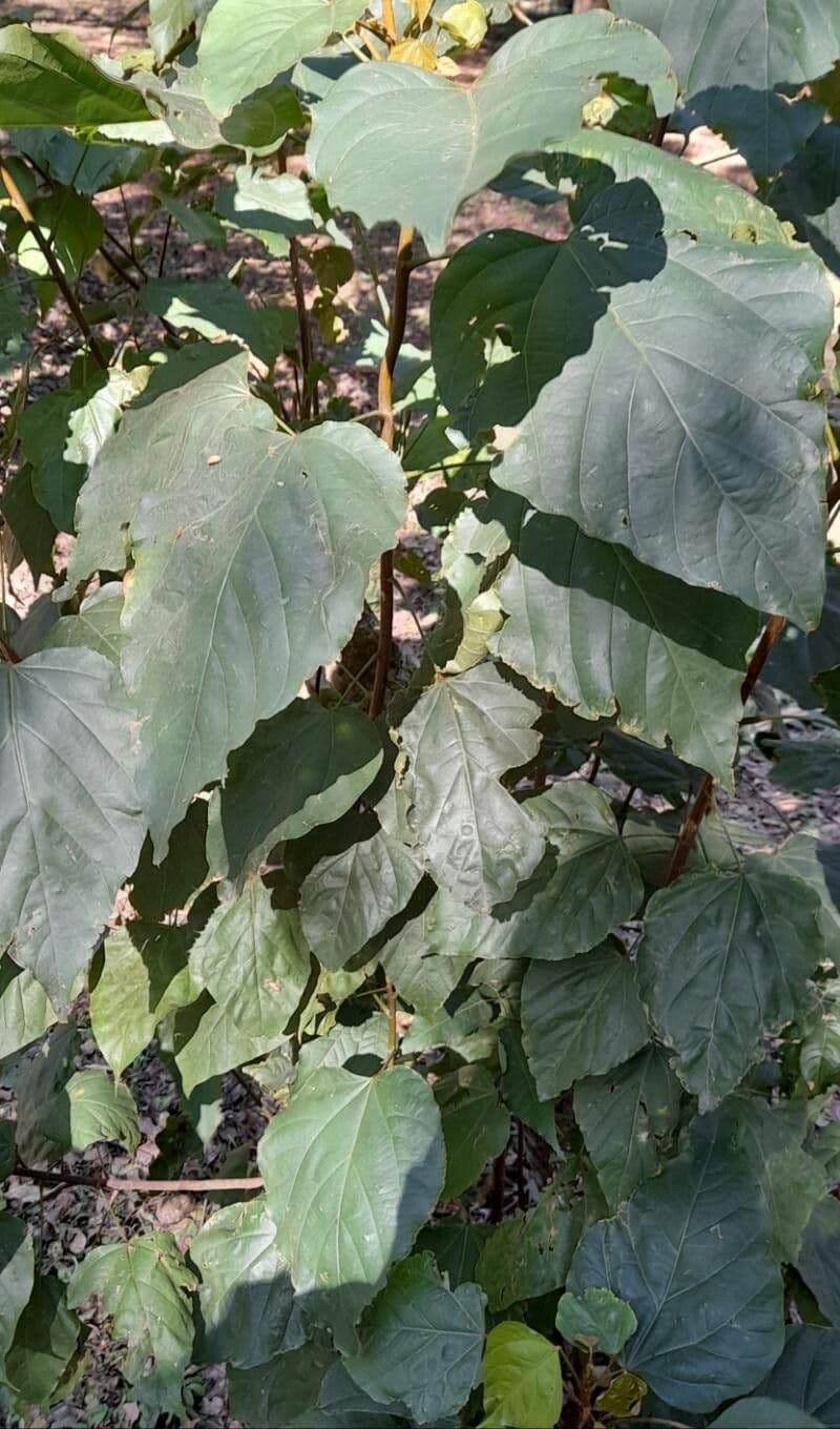 Achiote 11