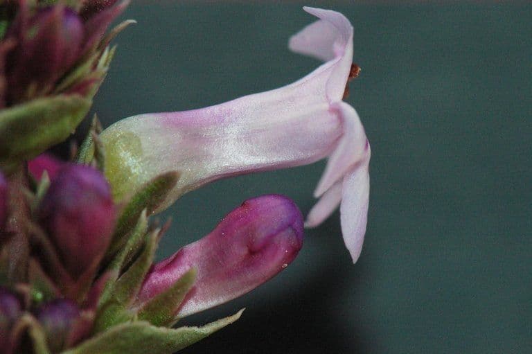Penstemon 5