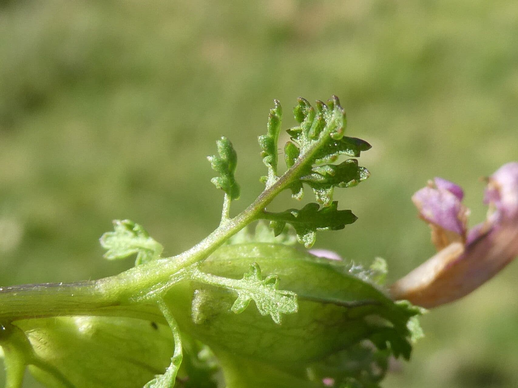 Pedicolare silvatica 18