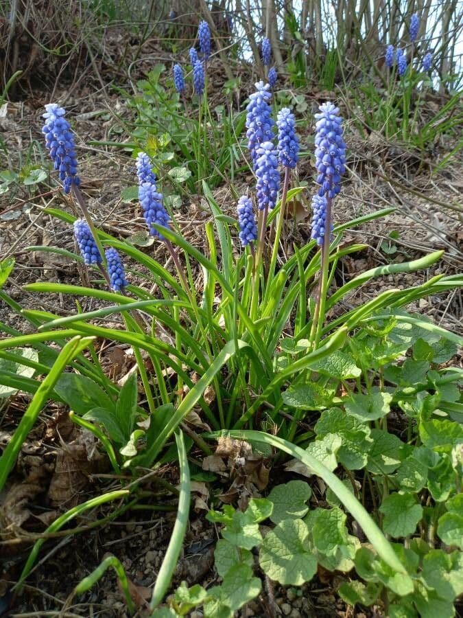 Muscari armeniaco 15