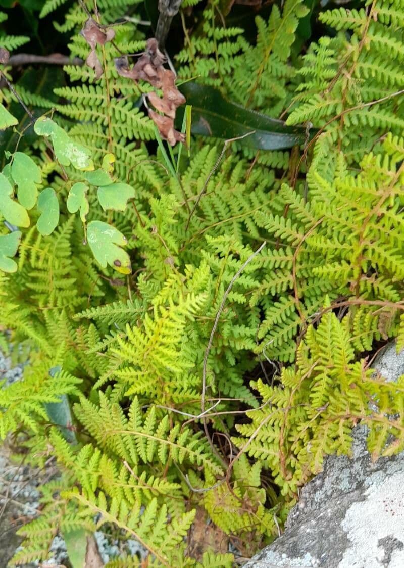 Woodsia