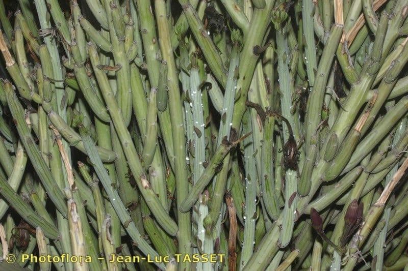 Kleinia anteuphorbium 27
