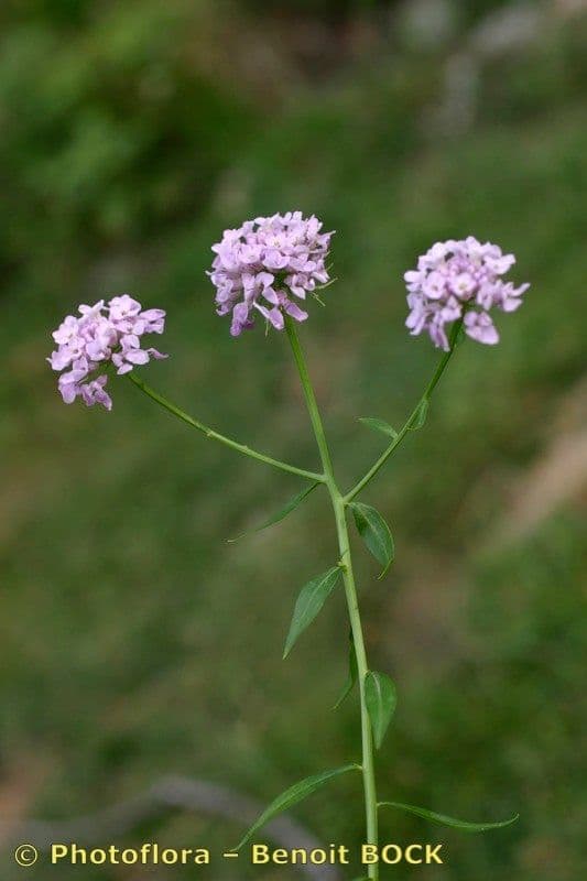 Iberka okolíkatá 26