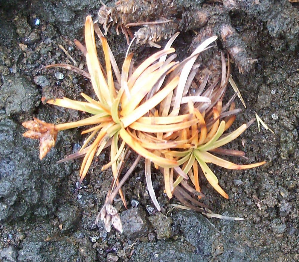 Fimbristylis cymosa 7