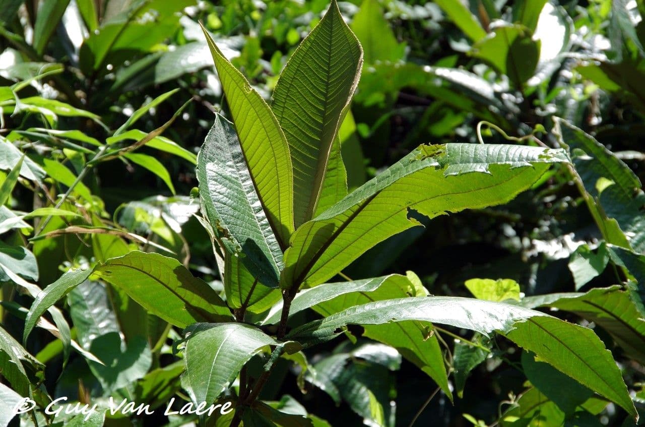 Miconia 13