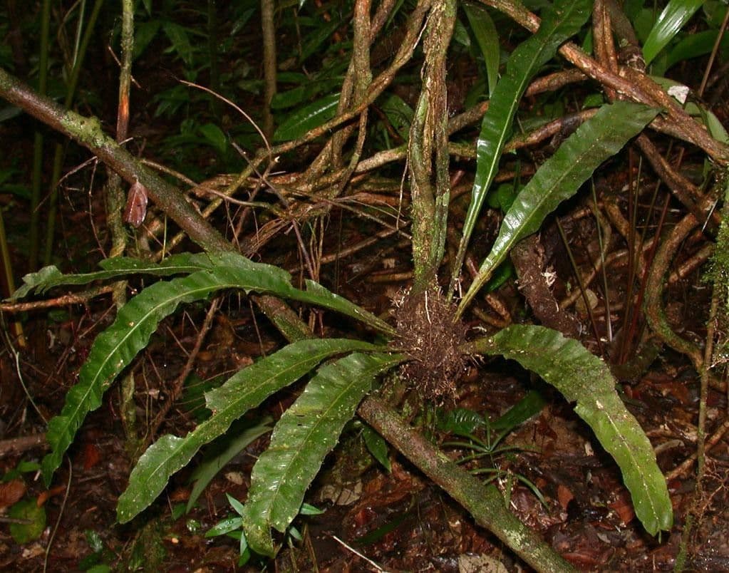 Asplenium serratum 8