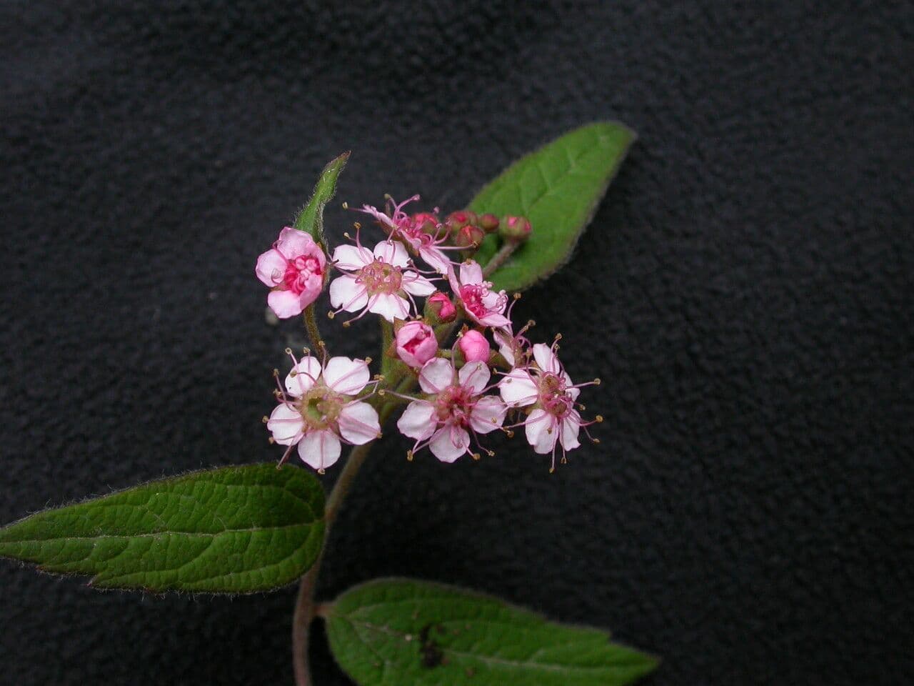 Spirea bella 2