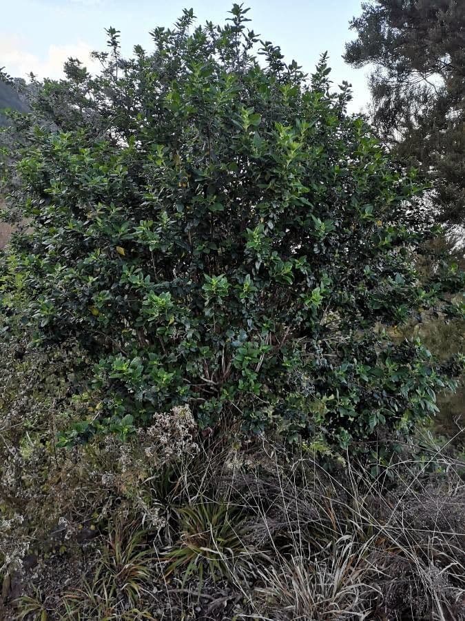 Bystropogon 9