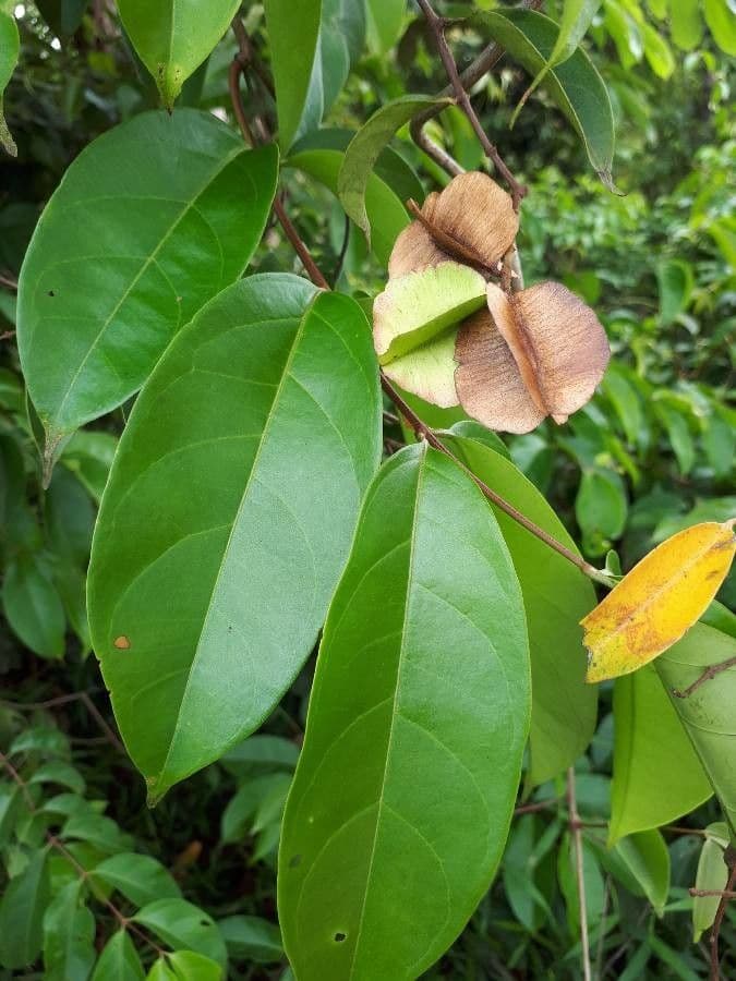 Kombretum 6