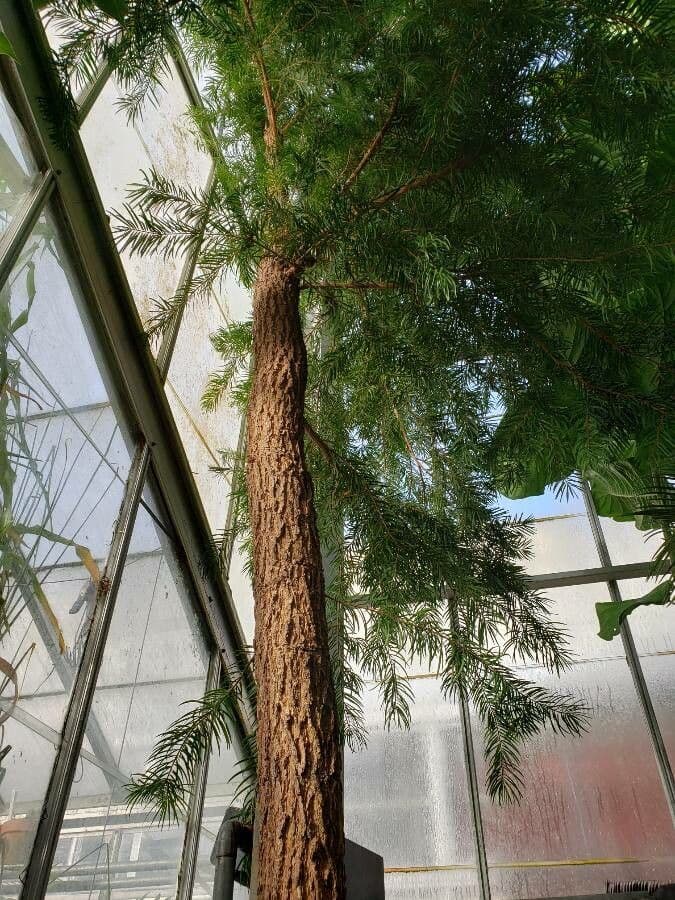 Keteleeria
