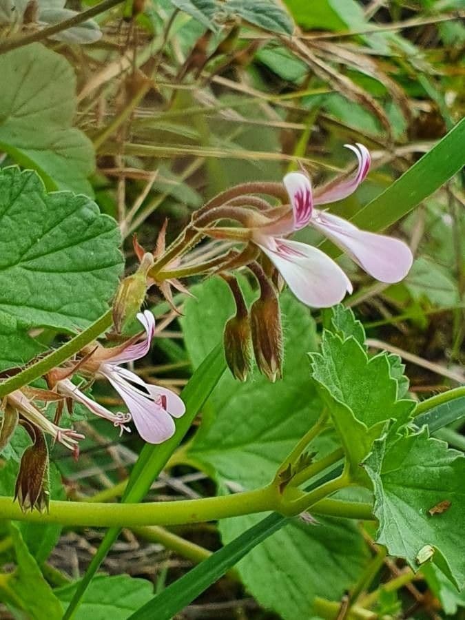 Pelargonio 4