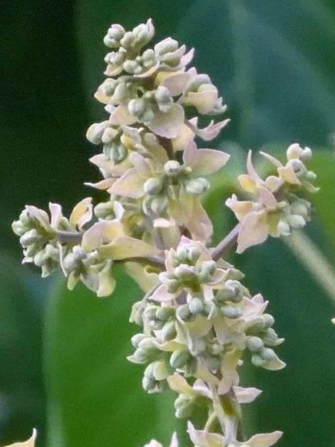 Vitex