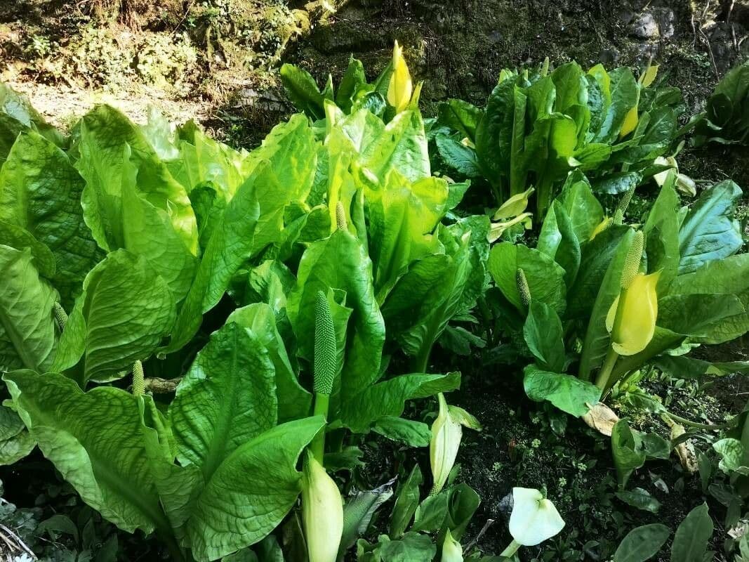 Gelbe Scheinkalla 6