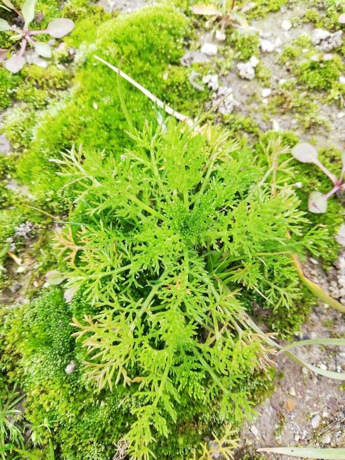 Camomilla romana 32