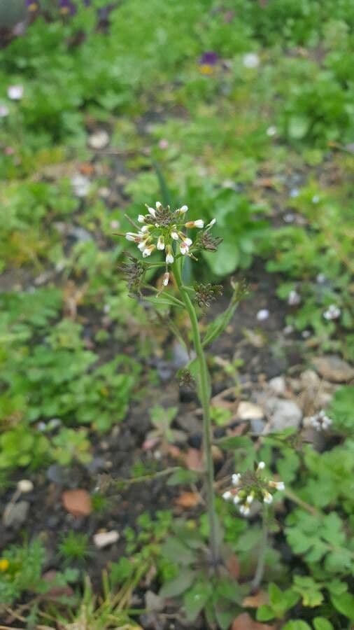 Lepidium 16