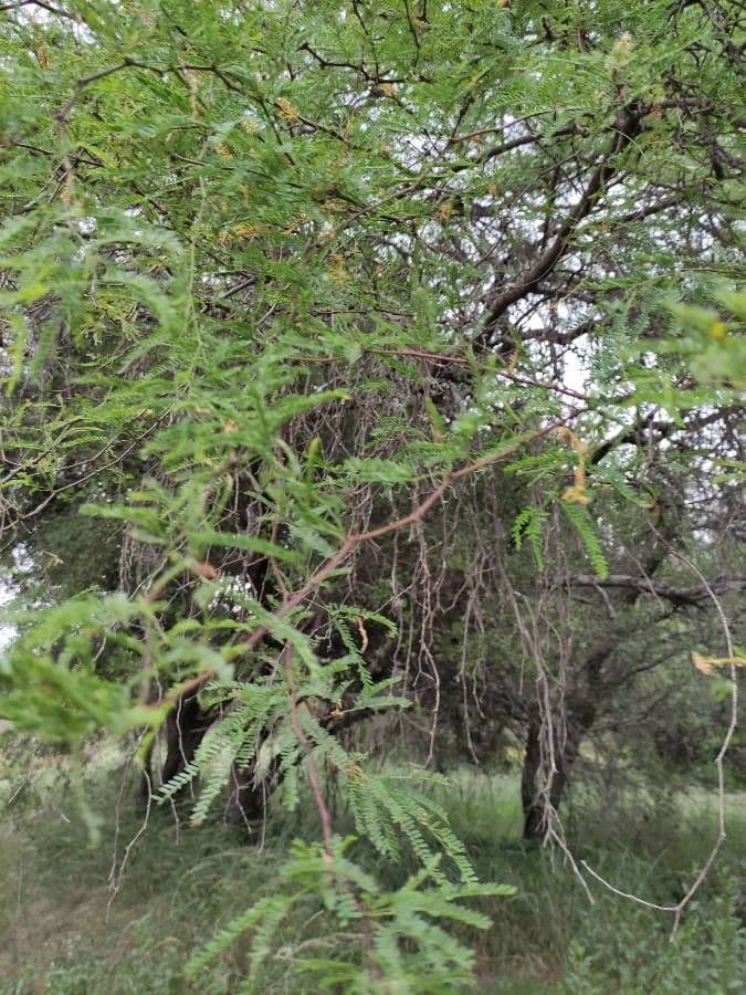 Prosopis affinis 13