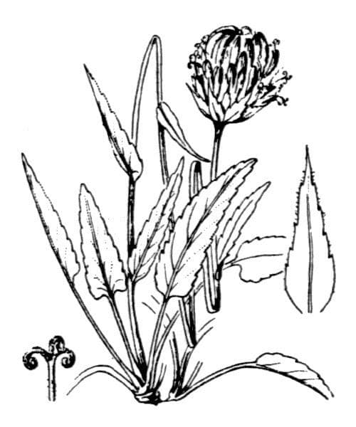 Raponchigo 27