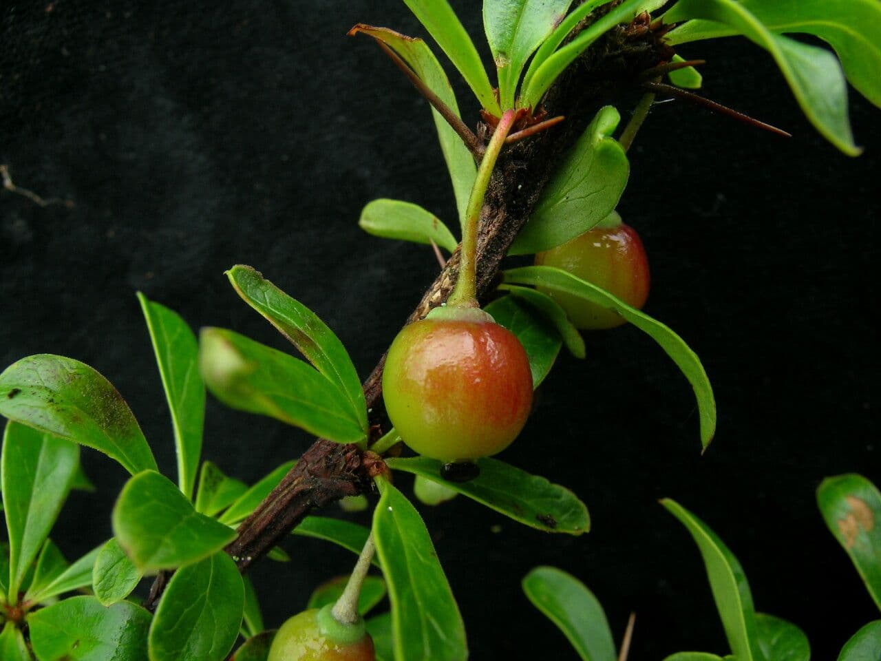 Berberys 10