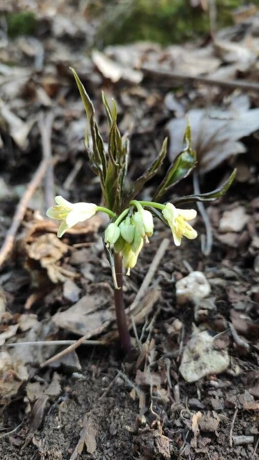 Kardamína deväťlistá 10