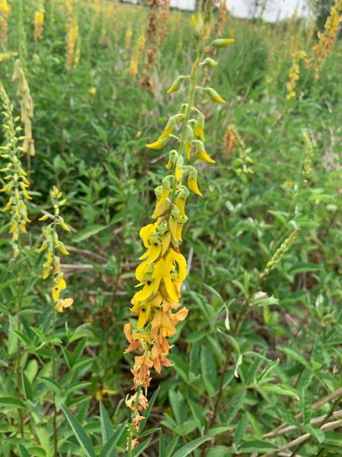 Crotalaria trichotoma 6