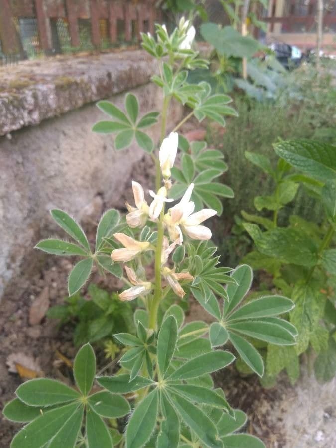 Weiße Lupine 23