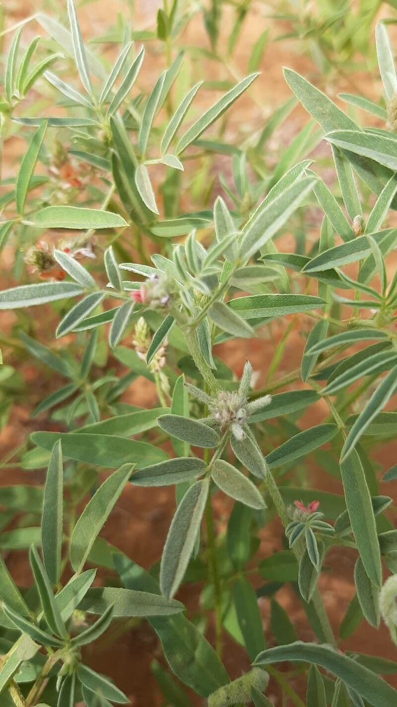 Indigofera 6