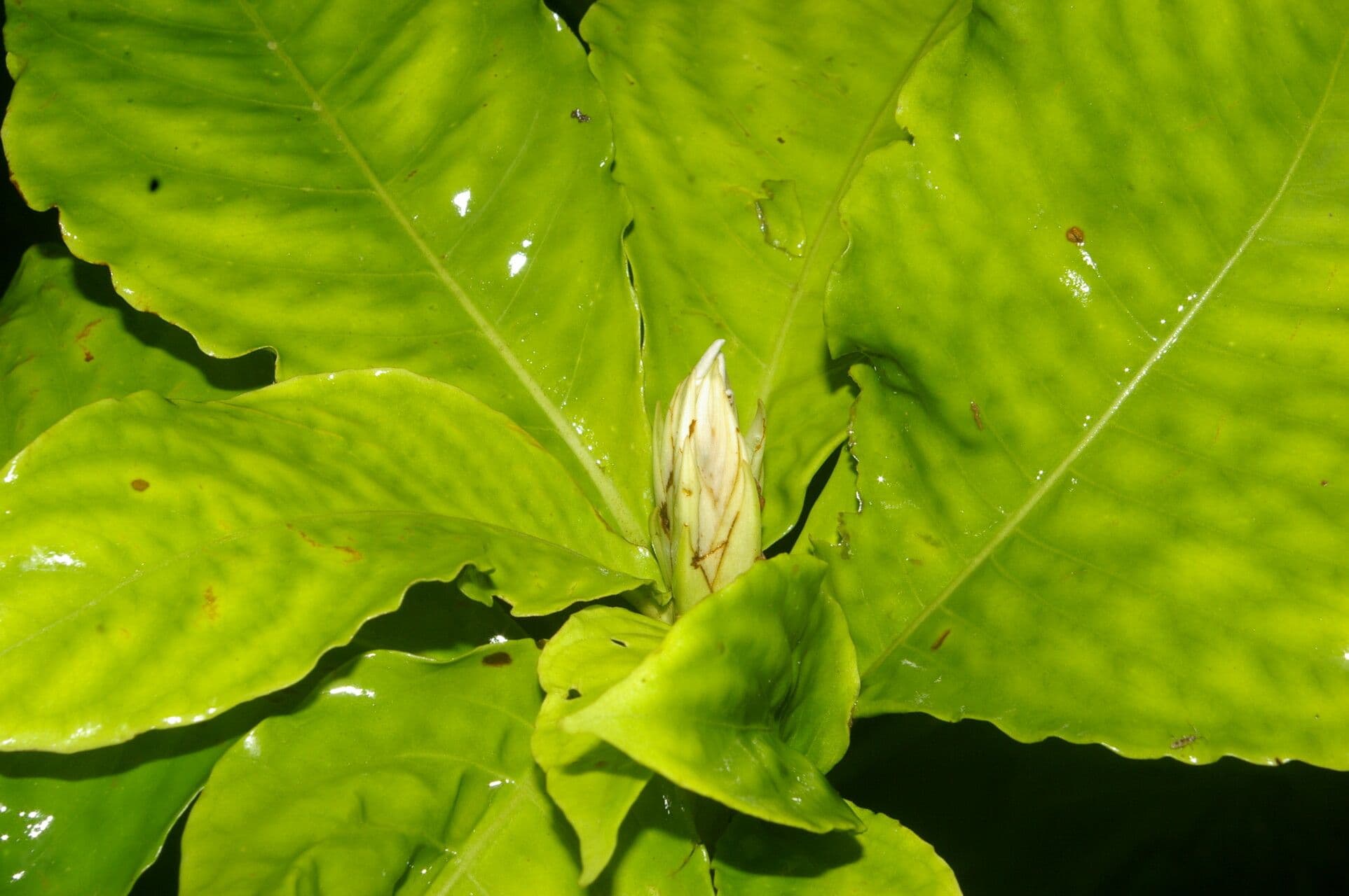 Aphelandra 2