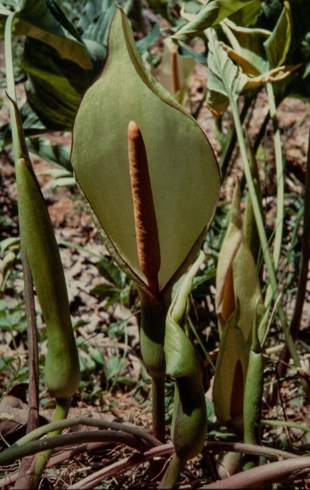Arum 3