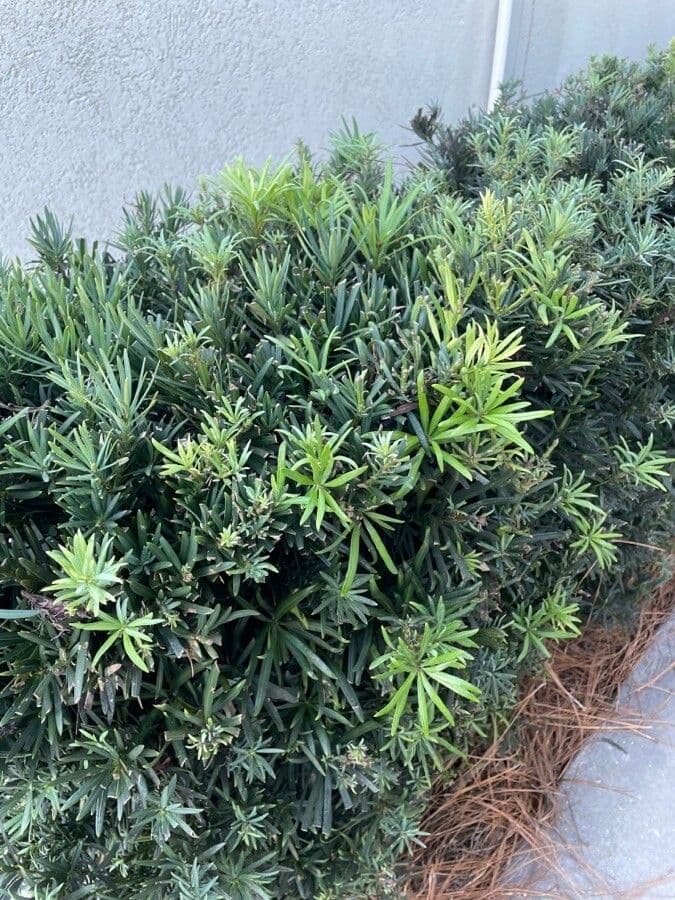 Podocarpus macrophyllus 20