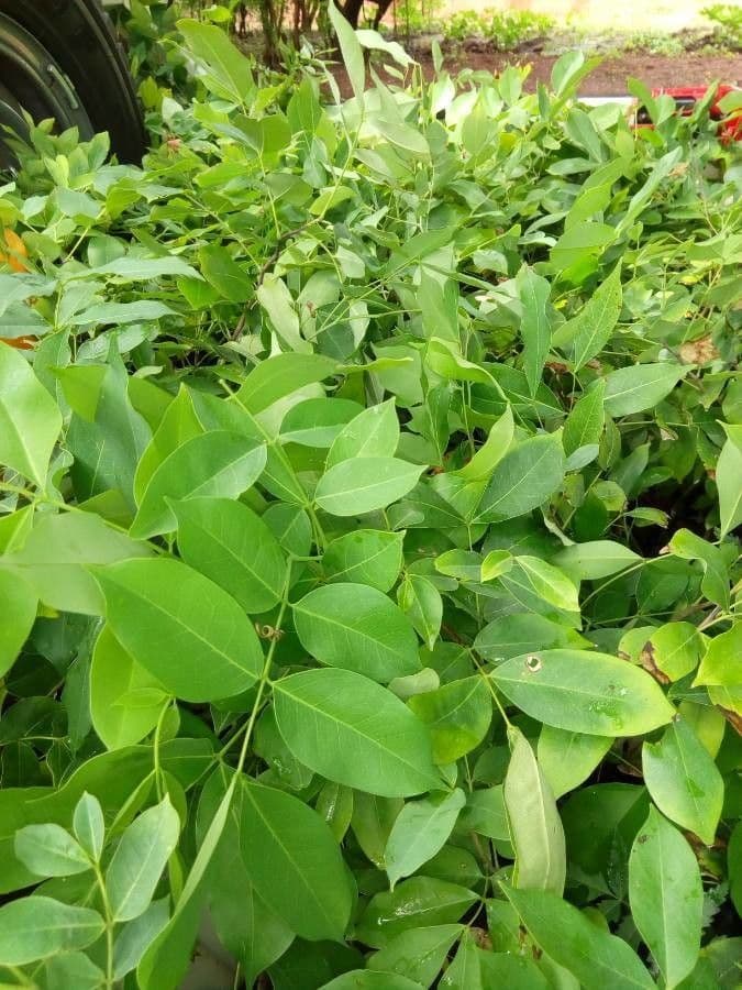 Afzelia Africká