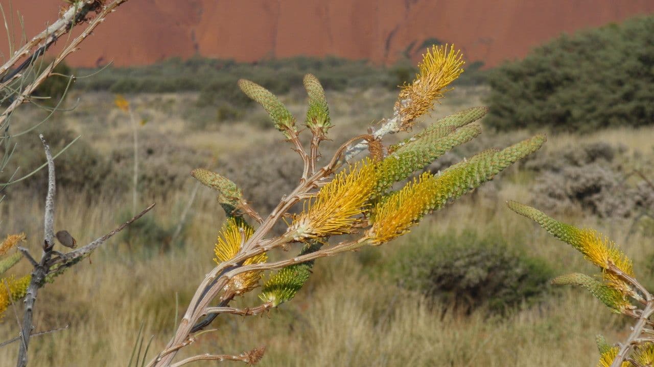 Grevillea 3