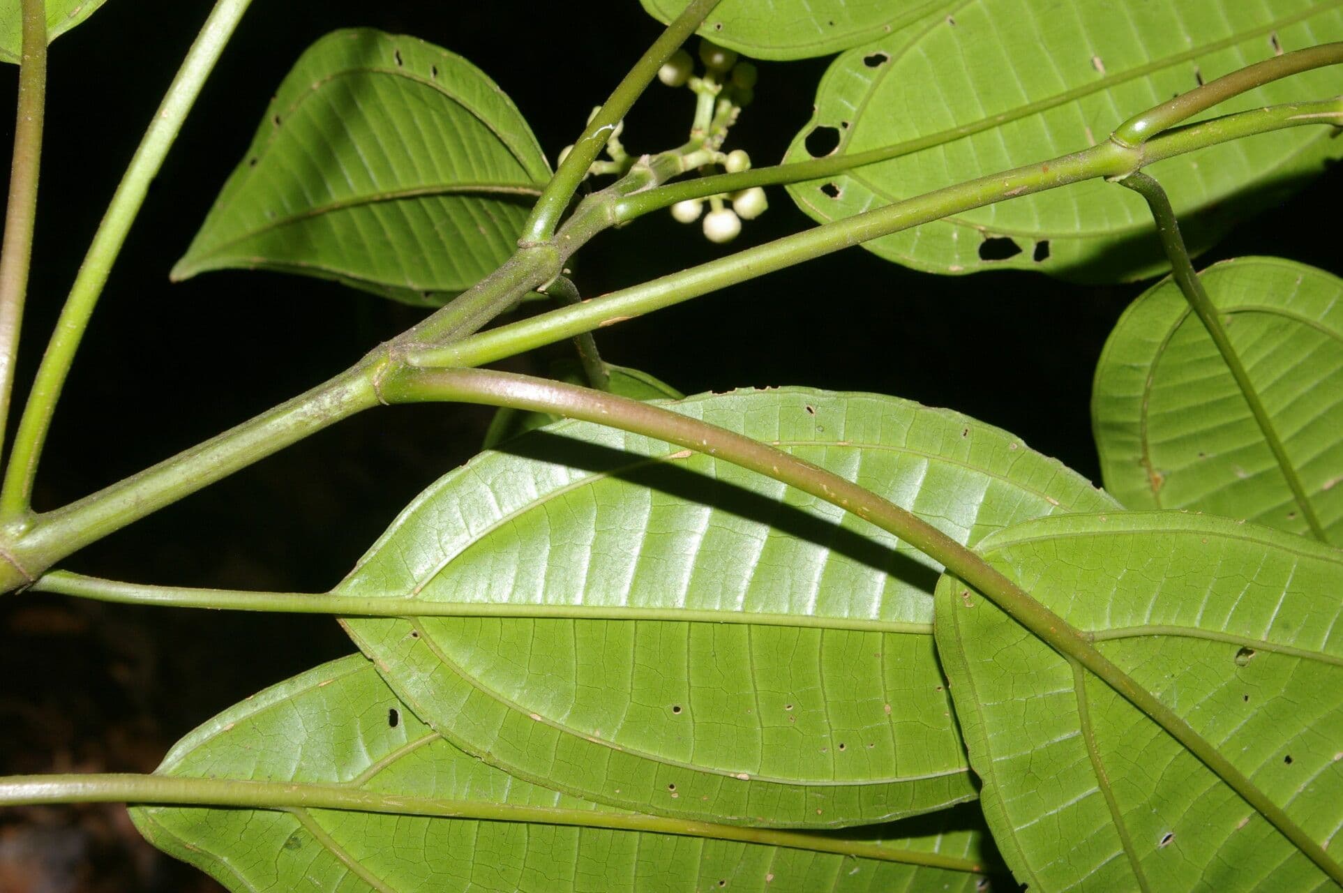 Miconia cooperi 8