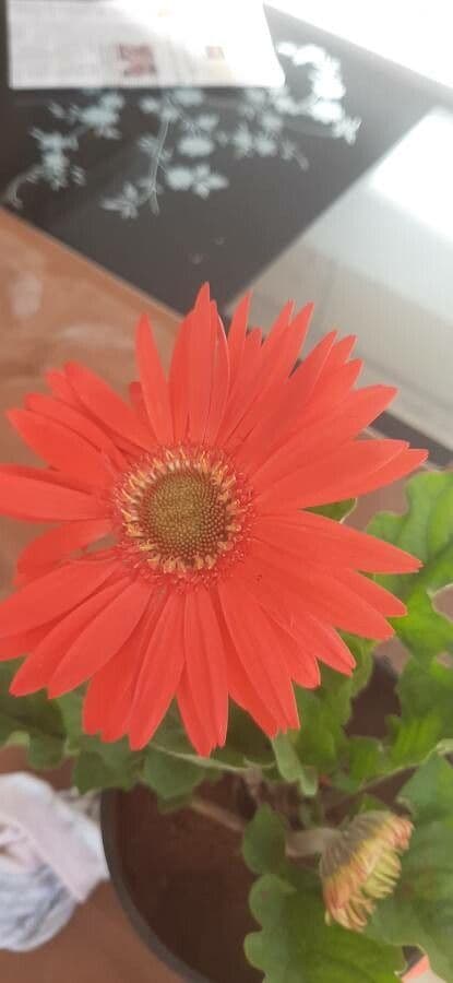 Gerbera Jamesonii 21