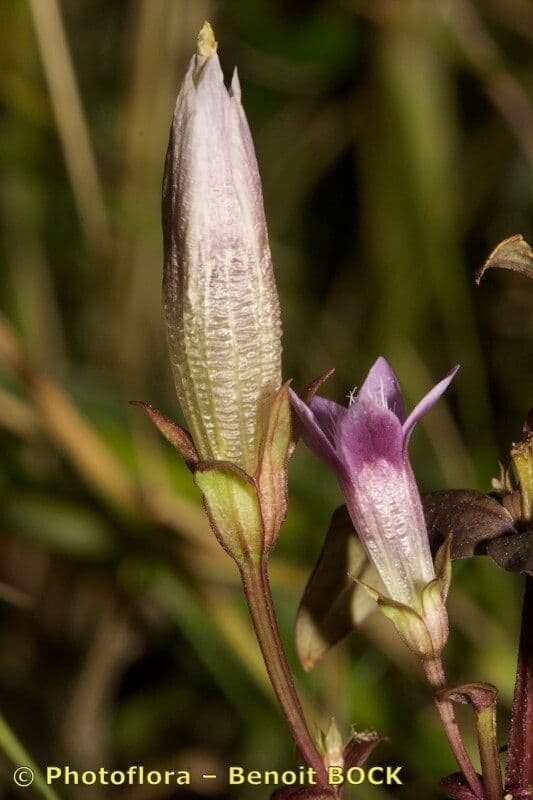 Genziana tedesca 4