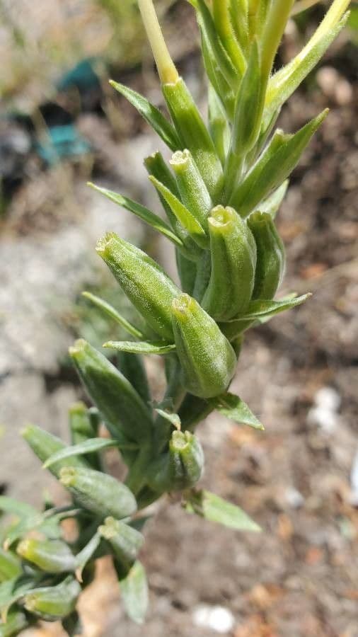 Enagra parviflora 3