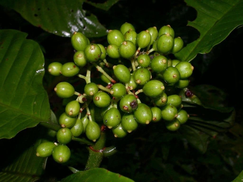 Psychotria 2